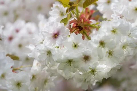 Spring blossom tree Foto stock