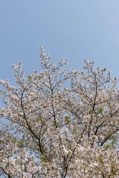 Spring blossom tree under clear blue sky Stock Photos