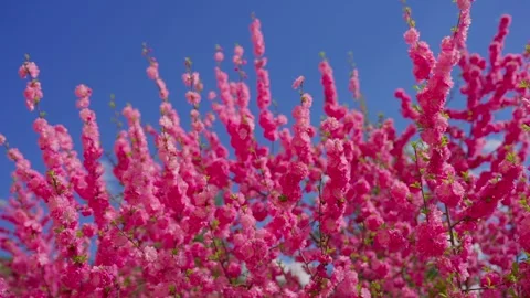 Spring blossom tree with vivid pink flowers against sunny sky Stock Footage 331998392