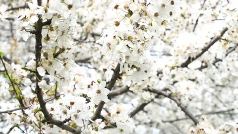 Spring blossom of trees ,branches of sakura wit flowers waving from wind Stock Footage 238778820