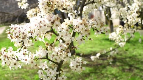 Spring blossom of trees ,branches of sakura wit flowers waving from wind Stock Footage 238856883