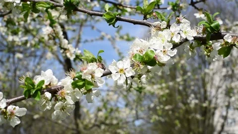 Spring blossom of trees ,branches of sakura wit flowers waving from wind Stock Footage 238856913