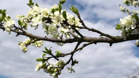Spring blossom of trees ,branches of sakura wit flowers waving from wind Video stock 240026343