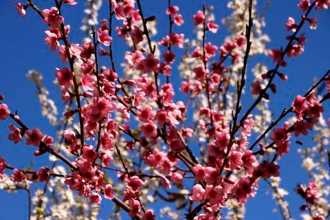 Spring Blossom on the Trees Stock Photos