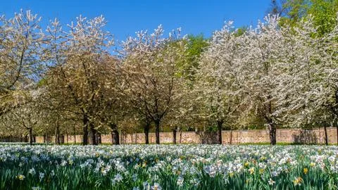 Spring Blossom Trees Stock Photos