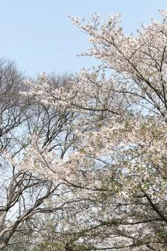 Spring blossom trees under blue sky Stock Photos