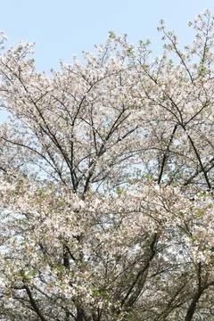 Spring blossom trees under blue sky Stock Photos