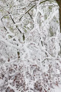 Spring blossom trees under the snow Foto stock