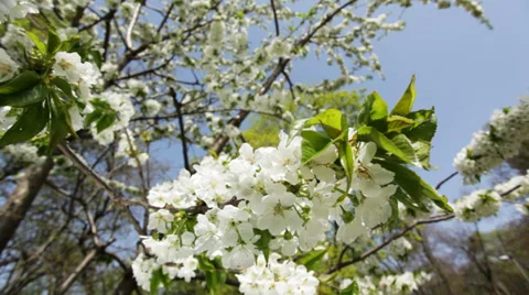 Spring blossom upon blue sky Stock Footage 35929039