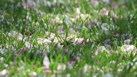 Spring blossom in the warm spring air falling onto grass Stock Footage 72386975