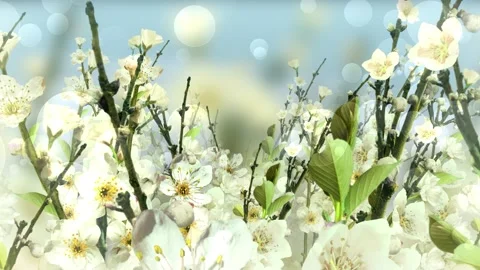 Spring Blossom White Background Vidéo 204145986
