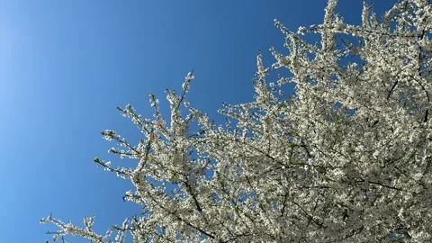 Spring blossom white flowering tree against sky. Stock Footage 344821279