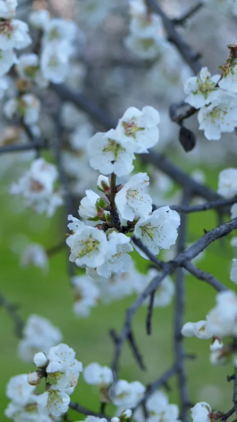 Spring blossom white flowers on tree branch in daylight. Almond bloom highlights Stock Footage 329767025