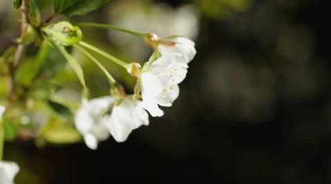 Spring blossom on wind Stock Footage 35929128