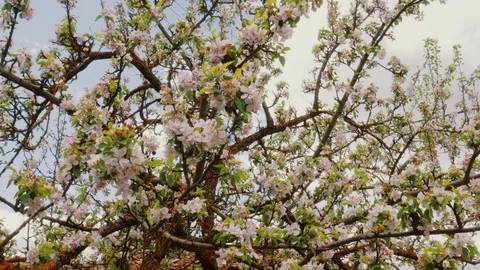 Spring blossomed almond tree branches Stock Footage 75942721