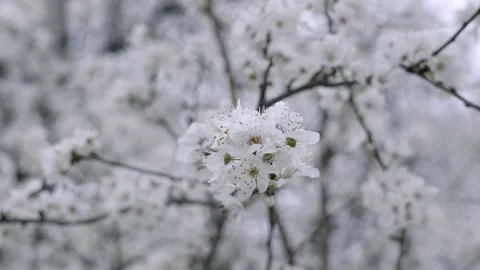 Spring blossomed tree white colors like a snow close up slow motion video Stock Footage 268742779