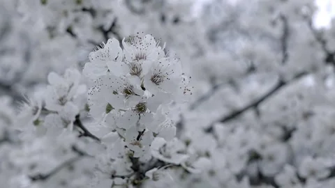 Spring blossomed tree white colors like a snow Stock Footage 268743166