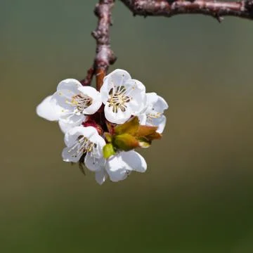 Spring - blossoming apple tree against lovely green background Stock-Fotos