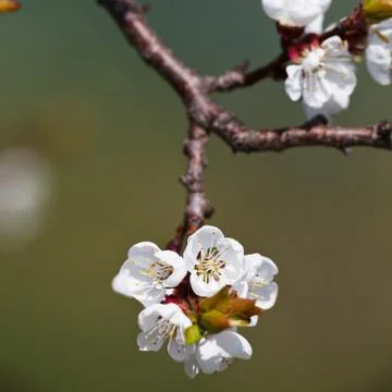Spring - blossoming apple tree against lovely green background Foto stock