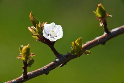Spring - blossoming apple tree against lovely green background Photos