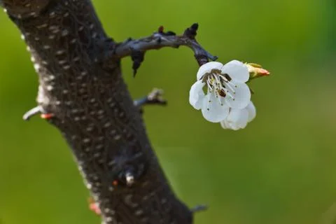 Spring - blossoming apple tree against lovely green background Fotos de archivo