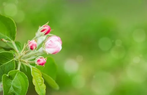 Spring blossoming apple tree branch on green blurred background, copy space Stock Photos