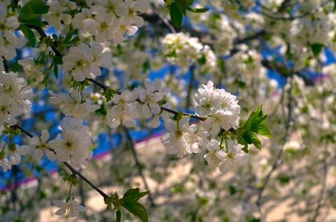 Spring, blossoming apple tree, feeling at home Stock Photos