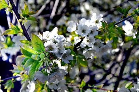 Spring, blossoming apple tree, feeling at home Stock Photos