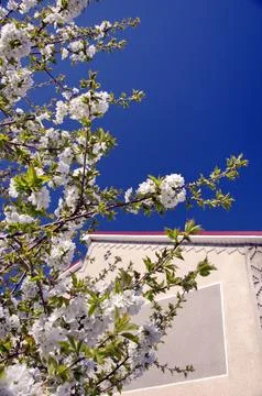 Spring, blossoming apple tree, feeling at home Stock Photos