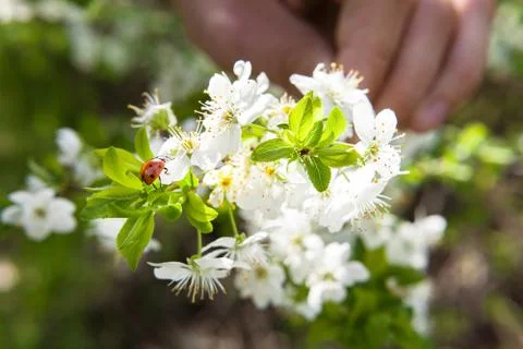 Spring blossoming of an apple-tree Stock Photos