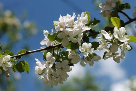 Spring blossoming apple-tree Stock Photos