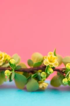 Spring blossoming barberry branch Stock Photos