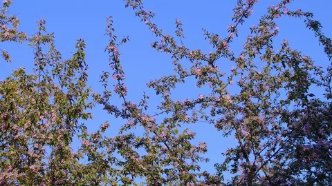 Spring Blossoming Branches of Fruit Trees Vidéo 89004132