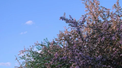 Spring Blossoming Branches of Fruit Trees Stock Footage 89005652
