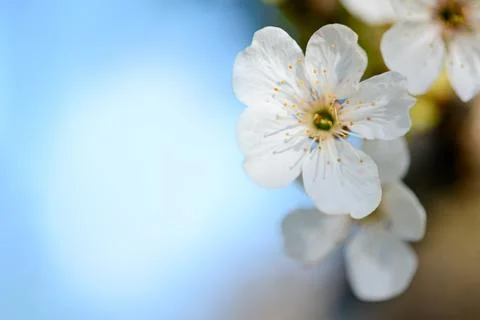 Spring Blossoming Cherry Flowers on Blurred Blue Background Stock Photos
