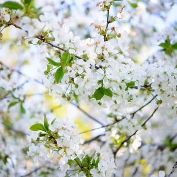 Spring Blossoming Cherry Flowers on Bright Blurred Background Stock Photos