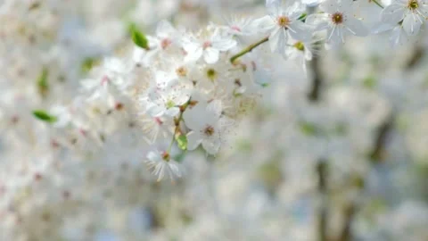 Spring blossoming cherry tree. 4k video Stock Footage 154716569