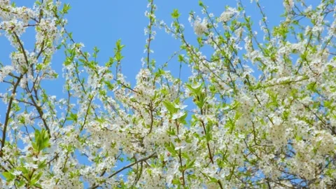 Spring blossoming cherry tree with beautiful white flowers. 4k video Stock Footage 154716628