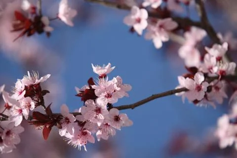 Spring - blossoming cherry tree Stock Photos