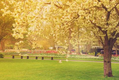 Spring blossoming  cherry tree Stock Photos