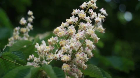 Spring blossoming chestnut tree flowers Video stock 50600512
