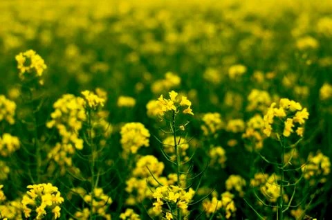 Spring the blossoming field of rape Stock Photos