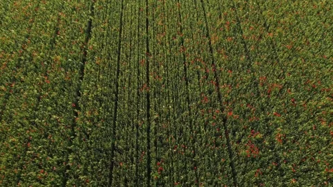 Spring blossoming field from the top Stock Footage 243911665