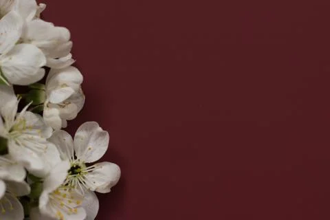Spring blossoming flower on the dark red background. Space for text Stock Photos