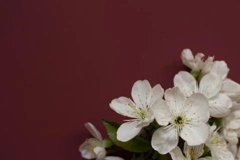 Spring blossoming flower on the dark red background. Space for text Stock Photos