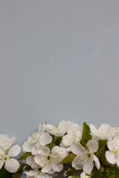 Spring blossoming flower on the grey background. Space for text Stock Photos