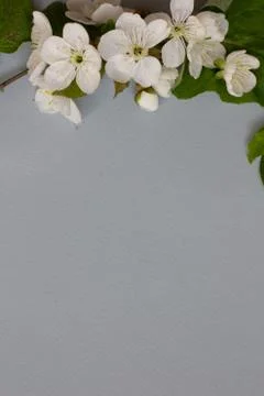 Spring blossoming flower on the grey background. Space for text Stock Photos