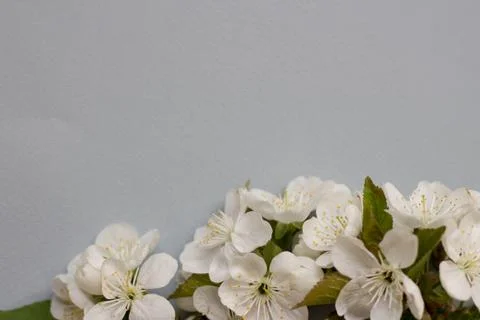 Spring blossoming flower on the grey background. Space for text Stock Photos