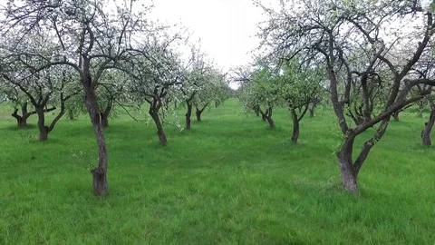 Spring, blossoming garden, cloudy, apples, trees Stock Footage 85613862