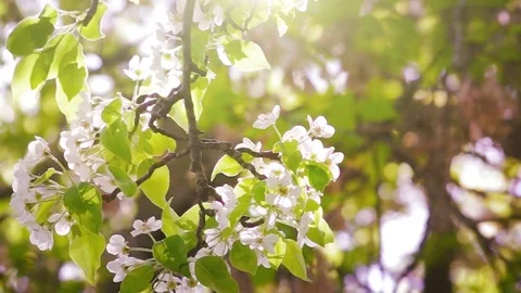 Spring Blossoming Garden Stock Footage 76721823